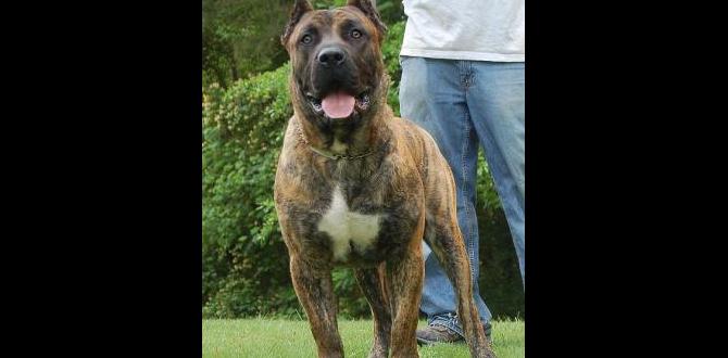 cane corso collar crate training