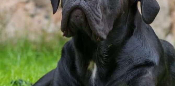 cane corso collar ear cleaning