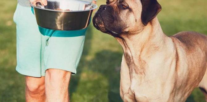 cane corso collar feeding guide