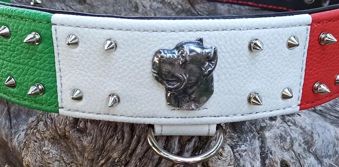 cane corso collar funny moments