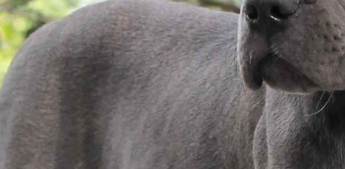 cane corso collar grooming puppies