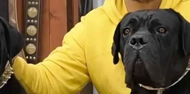 cane corso collar training mistakes cost of ownership