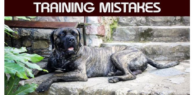 cane corso collar training training mistakes