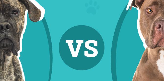 cane corso collar vs pitbull farm dog