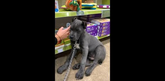 cane corso collar with kids funny moments