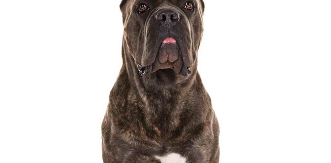 cane corso colors akc registration