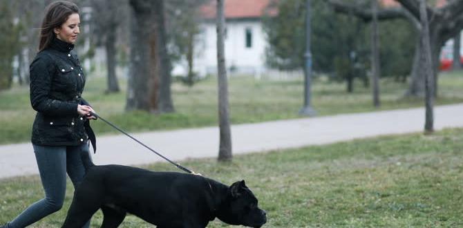 cane corso colors cane corso myths guard training