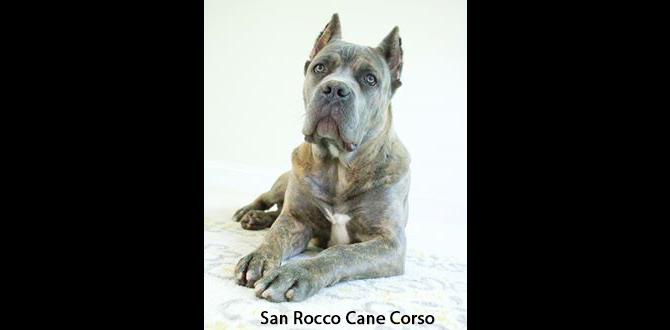 cane corso colors for sale puppy training
