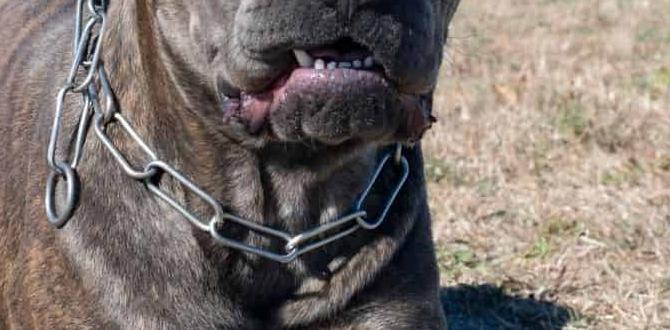 cane corso colors harness for sale