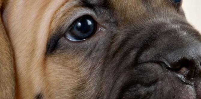 cane corso colors license chew toys