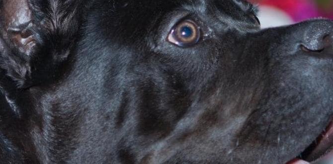 cane corso colors nail trimming