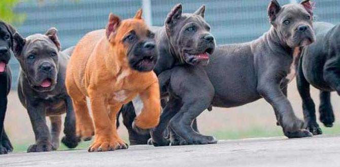 cane corso colors owner guide