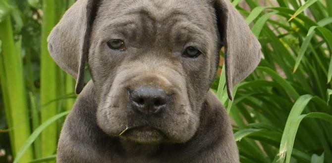 cane corso colors puppies guard training cane corso colors puppies guard training