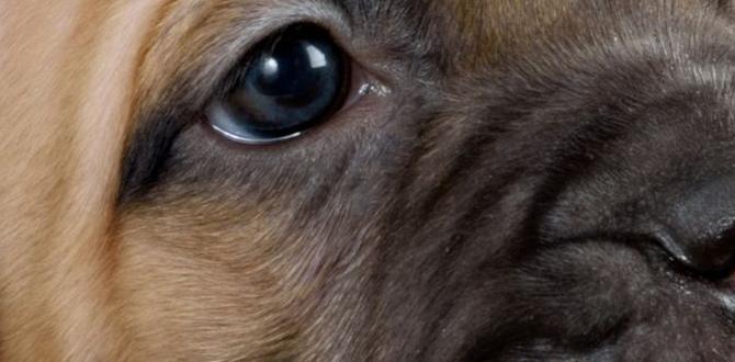 cane corso colors puppy shots cane corso colors puppy shots