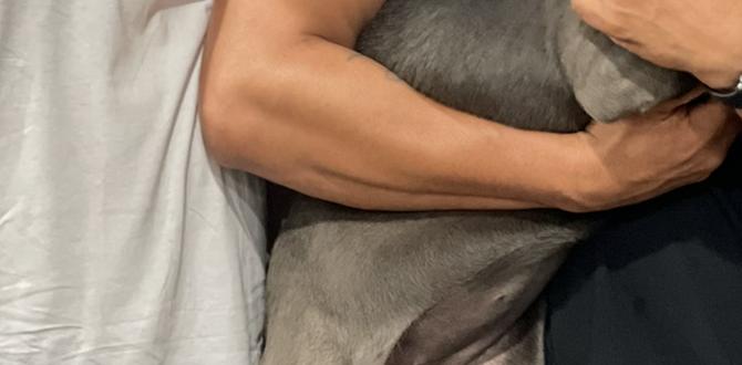 cane corso colors puppy training protection dog