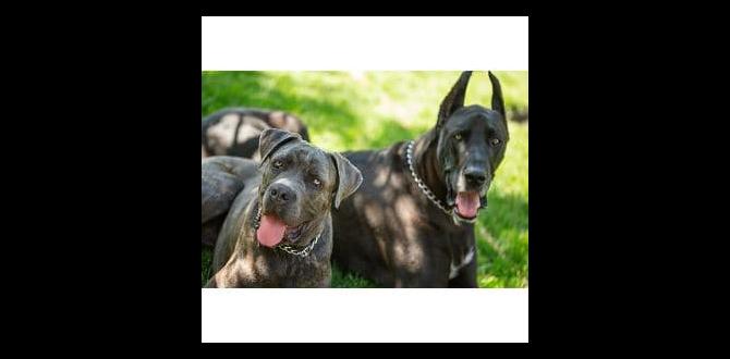 cane corso colors size history