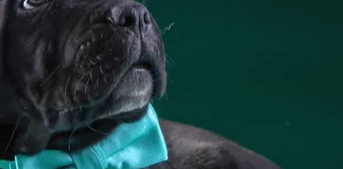 cane corso colors social issues cane corso colors social issues