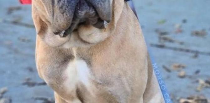 cane corso colors vaccination