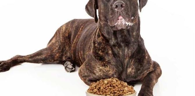 cane corso colors vet visits diet