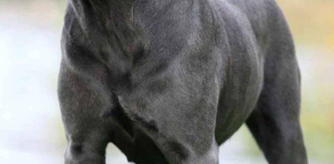 cane corso common questions banned countries price