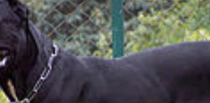 cane corso common questions beginner tips