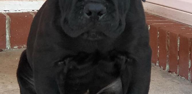 cane corso common questions breeders cane corso common questions breeders