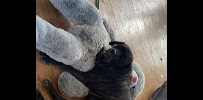 cane corso common questions chew toys funny moments