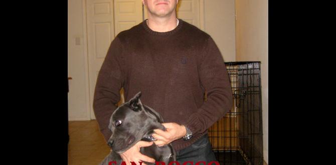 cane corso common questions crate training daily routine