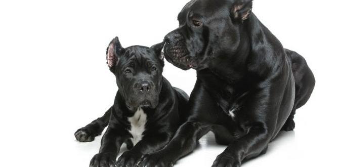 cane corso common questions ear cleaning dog shows