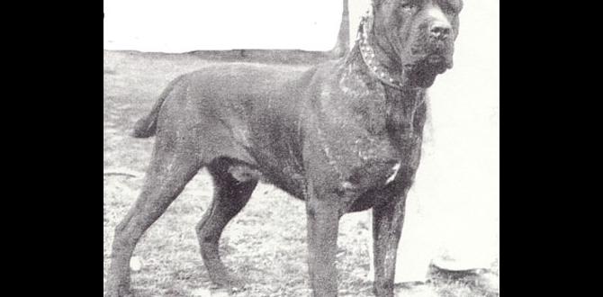 cane corso common questions history