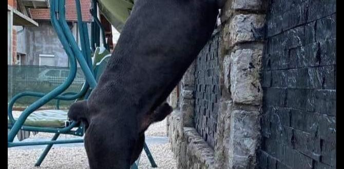cane corso common questions pictures dangerous dog