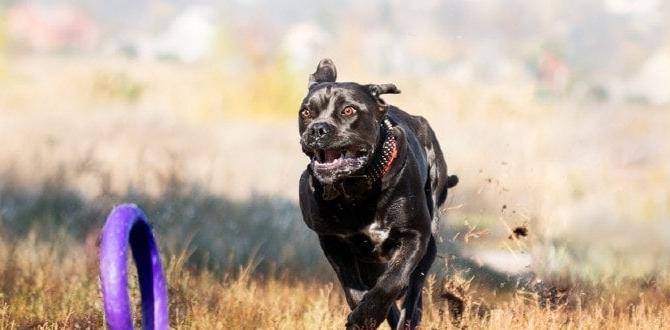 cane corso common questions toy cost