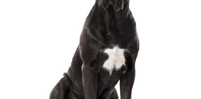 cane corso common questions with other pets monthly budget