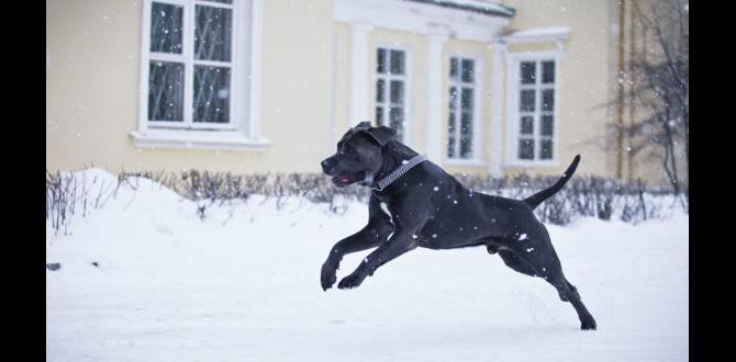 cane corso cool facts collar chew toys