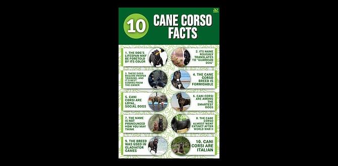 cane corso cool facts dominance apartment suitable