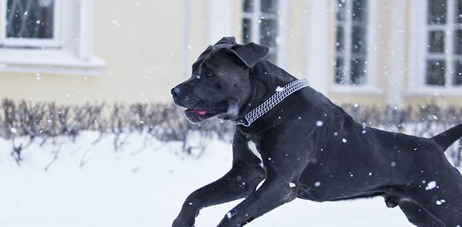 cane corso cool facts for sale cane corso cool facts for sale