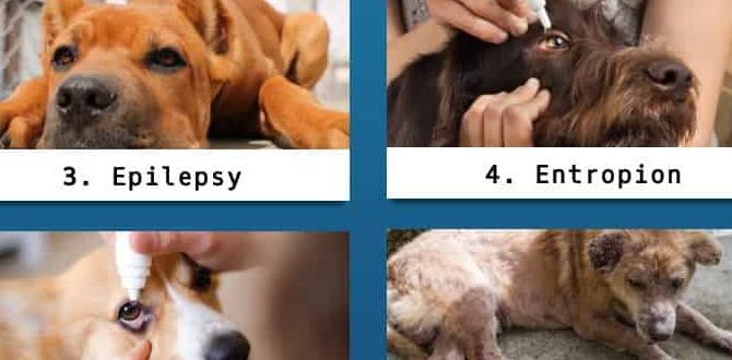 cane corso cool facts health issues collar cane corso cool facts health issues collar