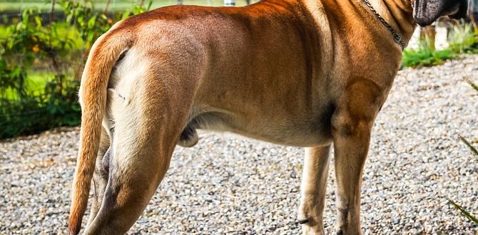 cane corso cool facts health issues