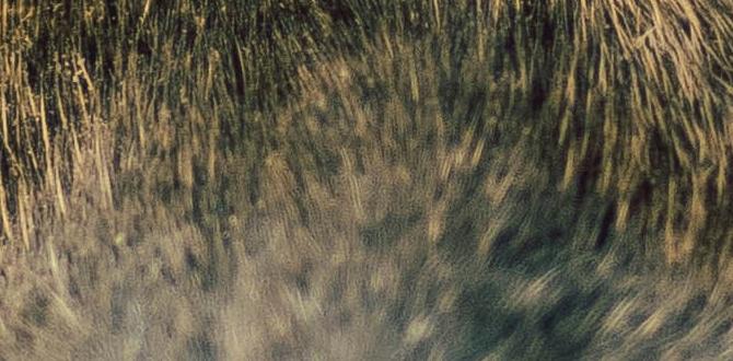 cane corso cool facts lifespan