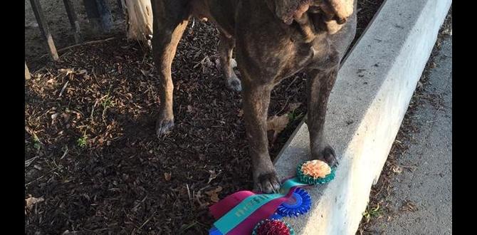 cane corso cool facts puppy shots cost