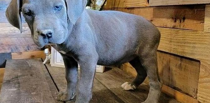 cane corso cost best food puppies