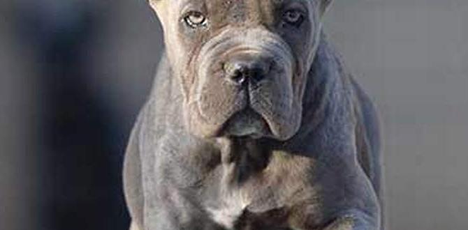 cane corso cost brushing cane corso cost brushing