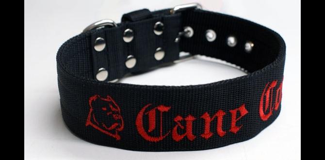 cane corso cost collar chew toys