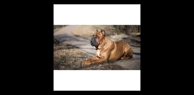 cane corso cost common questions crate