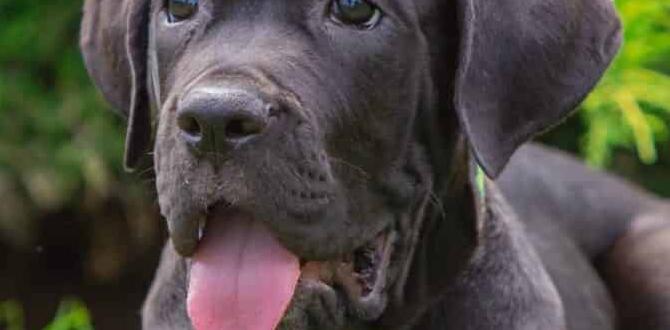cane corso cost dangerous dog