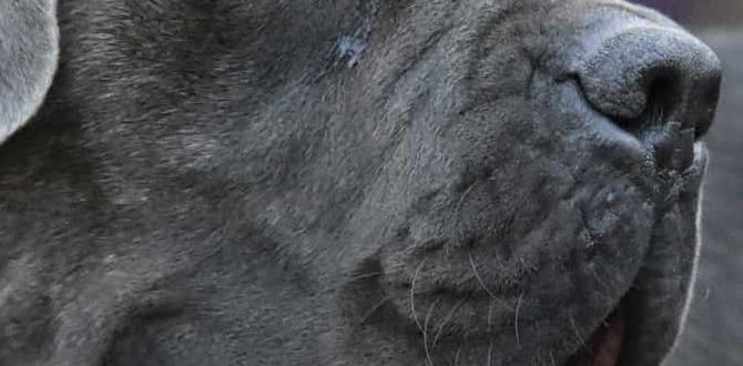 cane corso cost farm dog crate