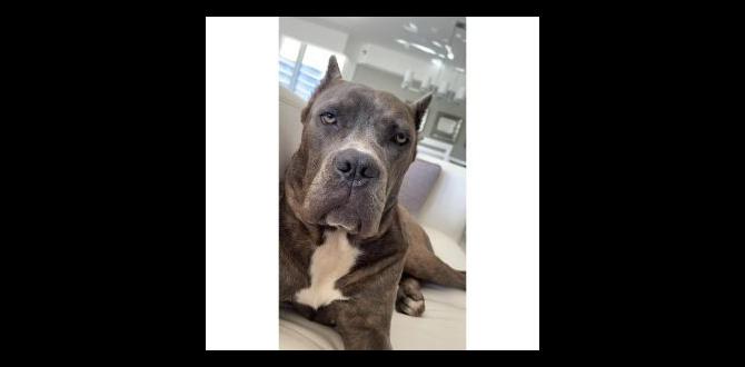 cane corso cost grooming