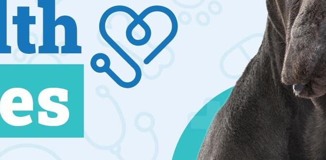 cane corso cost health issues cane corso cost health issues