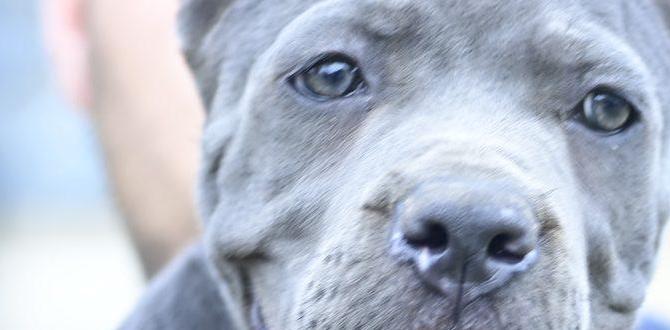 cane corso cost italian mastiff raw diet