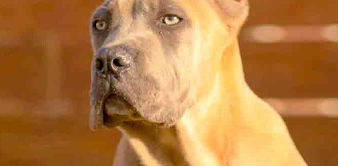 cane corso cost lifespan intelligence